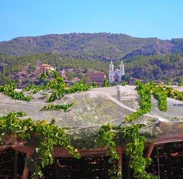 Viñedos cerca de La Fuensanta, Murcia