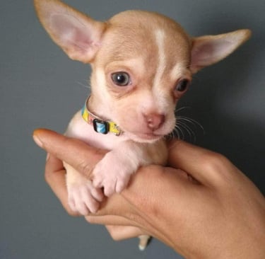Un pequeño cachorro de chihuahua de color marrón claro y blanco, con orejas grandes, en unas manos