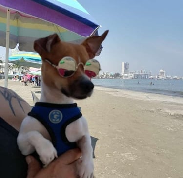 Perro pequeño de color marrón y blanco con gafas de sol y arnés en un soleado complejo turístico 