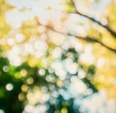 Soft, bright nature photo representing clarity and a positive path forward for our legal clients.