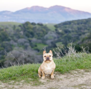 French bulldog on Escondido hiking trail