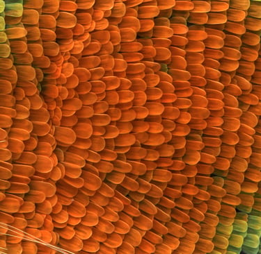 Gonepteryx rhamni Wingscales