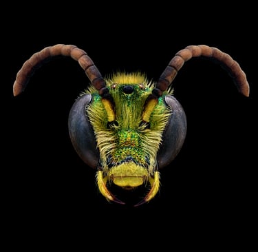 Agapostemon virescens