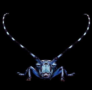 Anoplophora zonatrix