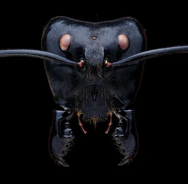 Dinomyrmex gigas head
