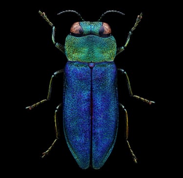 anthaxia nitidula prachtkäfer jewel beetle