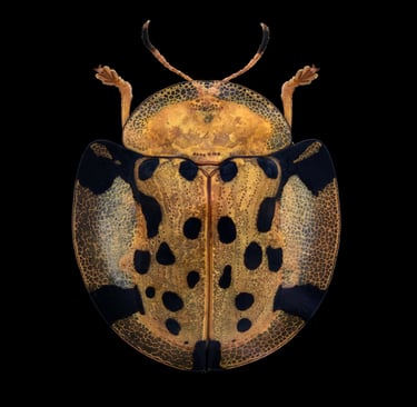 Aspidimorpha miliaris