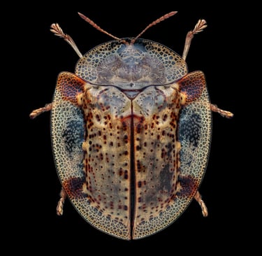 Aspidimorpha sp.