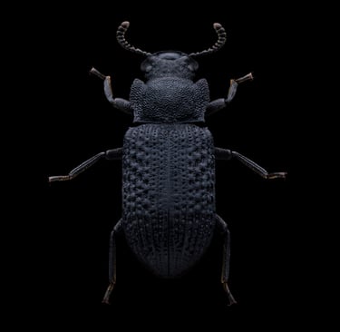 Bolitophagus reticulatus