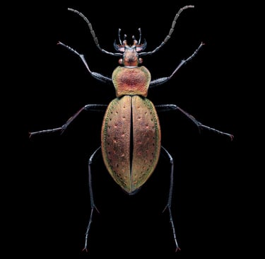 Carabus sylvestris