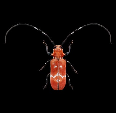 Callimation venustum