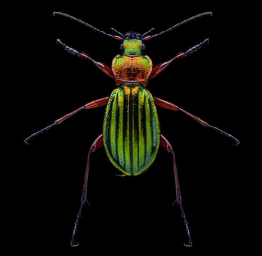 Carabus auronitens