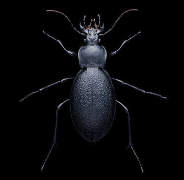 carabus coriaceus
