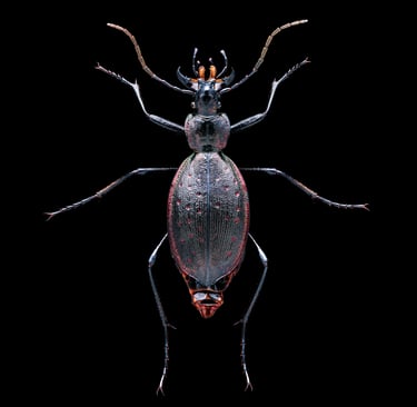 Carabus creutzeri