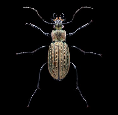 Carabus granulatus