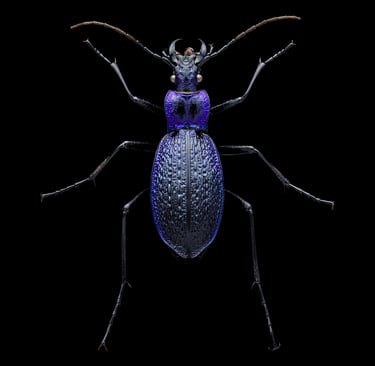 Carabus intricatus Waldlaufkäfer Laufkäfer