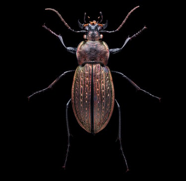 Carabus monilis