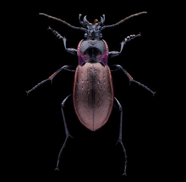 Carabus nemoralis
