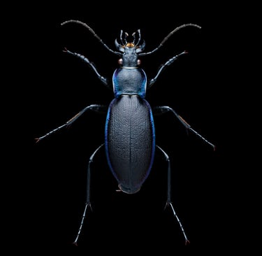Carabus violaceus purpurascens