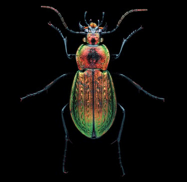 Carabus arvensis