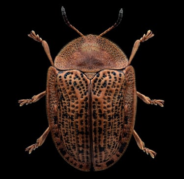 cassida nebulosa