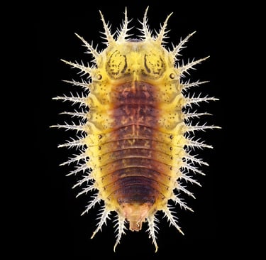 Cassida sp. (Larvae)