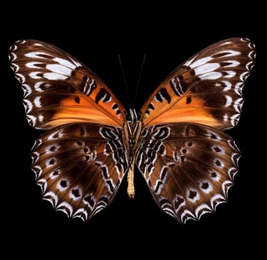 Cethosia cydippe chrysippe