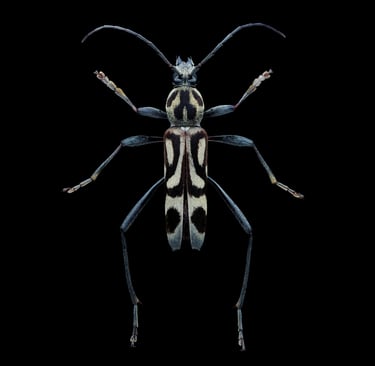 Chlorophorus annularis