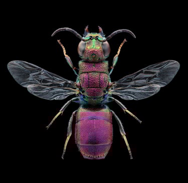 Chrysis berlandi reductidentata