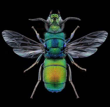Chrysis chrysoprasina