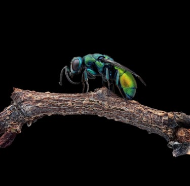 Chrysis chrysoprasina