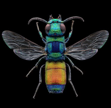 Chrysis continentalis