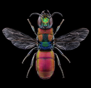 Chrysis elegans