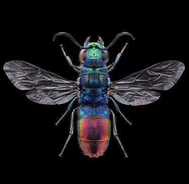 Chrysis fulgida