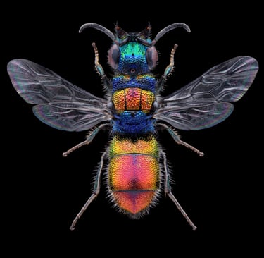 Chrysis illigeri