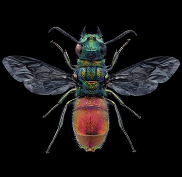 Chrysis impressa