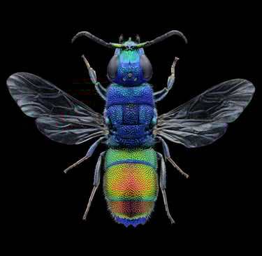 Chrysis marginata aliunda