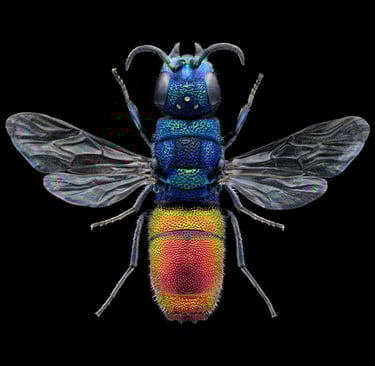 Chrysis mixta female