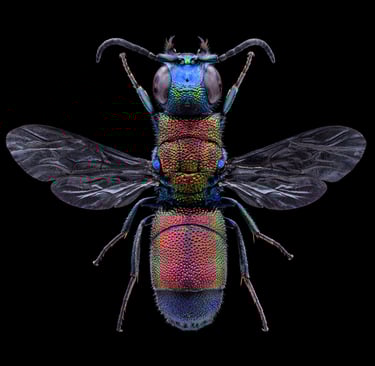 Chrysis pyrrhina