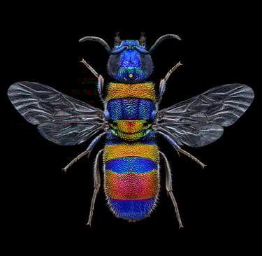 Chrysis semicincta