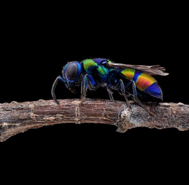Chrysis semicincta