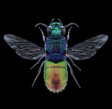 Chrysis sexdentata