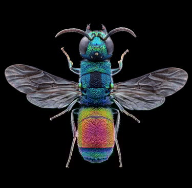 Chrysis splendidula