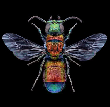 Chrysis viridula male