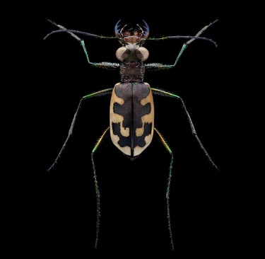 Cephalota litorea goudoti