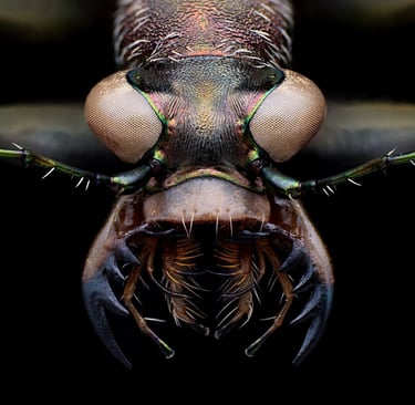 Cephalota litorea goudoti