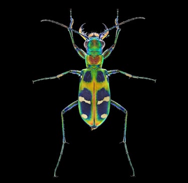 Cicindela chinensis flammifera