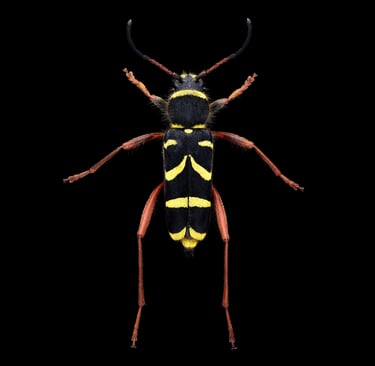 Clytus arietis