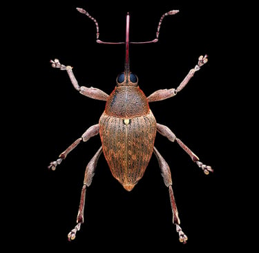 Curculio glandium