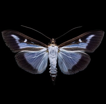Cydalima perspectalis white
